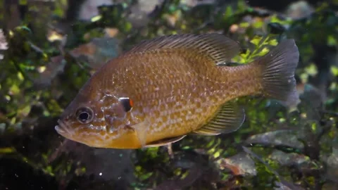 Pumpkinseed (Lepomis gibbosus) Видео 205077361