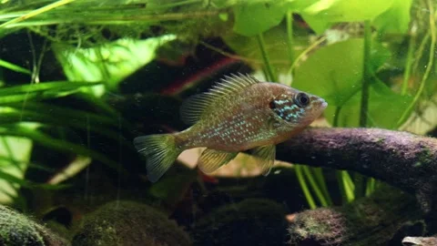 Pumpkinseed predator aggression, common roach and rudd fish, bur-reed aquatic Stock Footage 331322578