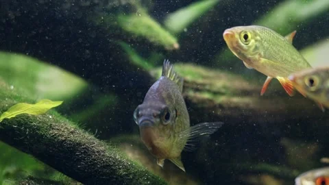 Pumpkinseed predator hunt in ambush, common roach, rudd fish, organic sediment Stock Footage 331322197