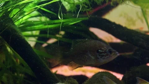 Pumpkinseed predator hunt in ambush, common roach and rudd fish, bur-reed Stock Footage 331322361