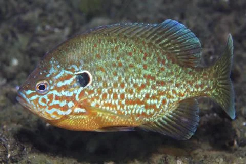 Pumpkinseed sunfish Stock Photos