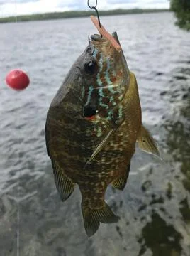 Pumpkinseed Sunfish Stock Photos