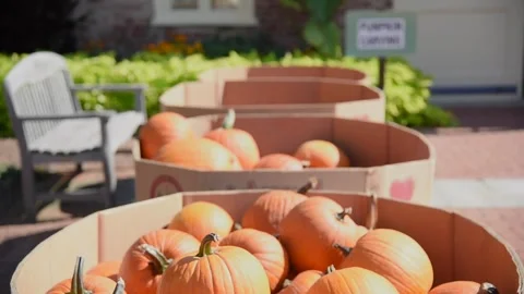 PumpkinsHD 01 Stock Footage 168364555