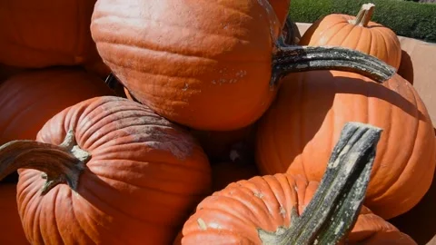 PumpkinsHD 03 Stock Footage 168364560