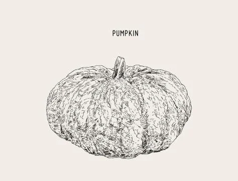 Pumpkins.Vector paint hand drawn picture in cartoon style. Stock illustration Stock Illustration