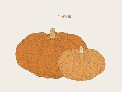 Pumpkins.Vector paint hand drawn picture in cartoon style. Stock illustration Stock Illustration