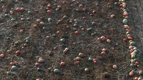 Pumplkin harvest time. pumpkin patch for halloween or thanksgiving. Large 库存影片 143961939