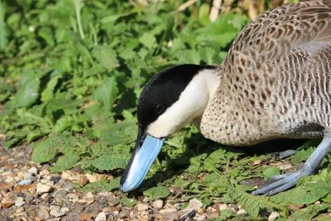 Puna teal duck Stock Photos