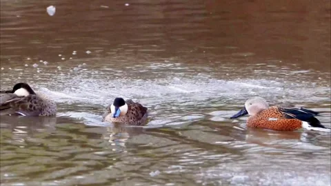 Puna teal Stock Footage 301089138