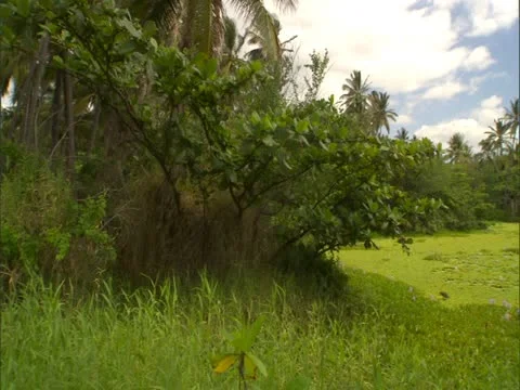 Punaluu Fish Pond Stock Footage 22243544
