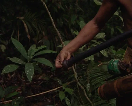 Punan get ready and shoot a blowgun Stock Footage 36450043