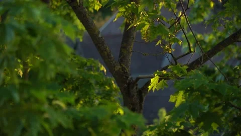 Punch hole in the maple tree Stock Footage 131437920