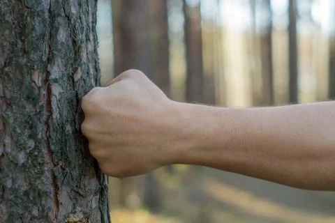 Punch a tree Stock-Fotos