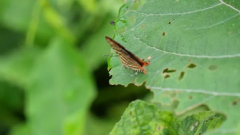 Punchinello butterfly parched on the leaf Stock Footage 319930264