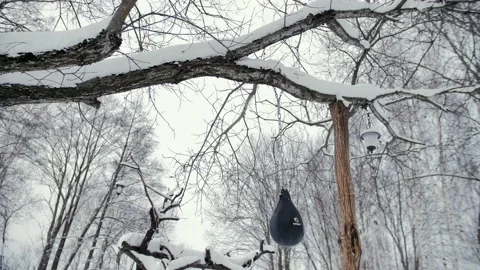 Punching bag hanging from a tree in the forest during the day in winter Stock Footage 231808647