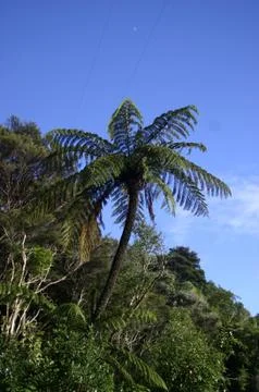 Punga Fern Tree Stock Photos