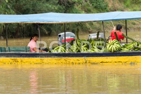 Puni Bocana, Ecuador - 23 November 2012: Adult Woman Brings To The Local Market