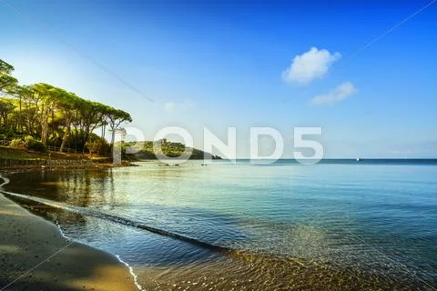 Punta Ala, Pine tree group, beach and sea bay. Tuscany, Italy Stock-Fotos