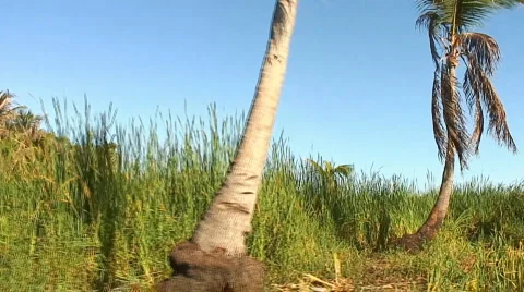 PUNTA CANA 017 Video stock 1058077