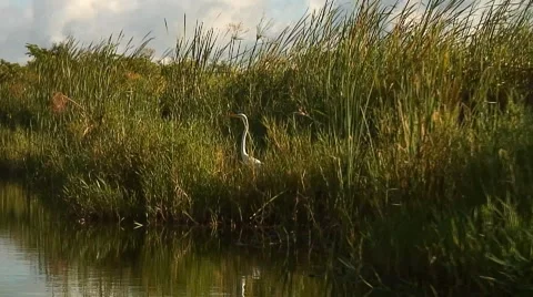 PUNTA CANA 018 Stock Footage 1058123