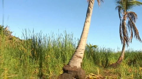 PUNTA CANA 019 Video stock 1058183