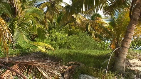 PUNTA CANA 032 Stock Footage 1095337