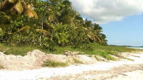 PUNTA CANA 033 Video stock 1095272