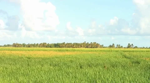 PUNTA CANA 037 Video stock 1095827