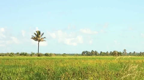 PUNTA CANA 038 Stock Footage 1095815