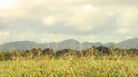 PUNTA CANA 039 Stock Footage 1095770