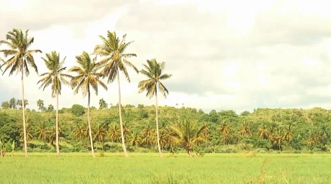 PUNTA CANA 041 Video stock 1095714