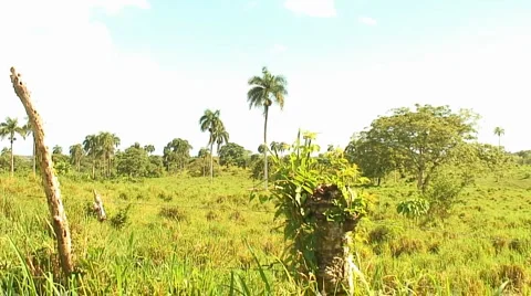 PUNTA CANA 047 Video stock 1095544