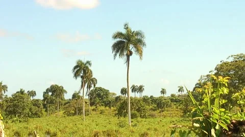 PUNTA CANA 048 Video stock 1095500