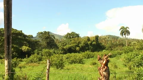 PUNTA CANA 049 Stock Footage 1095487