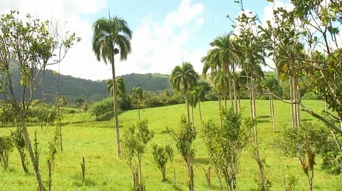 PUNTA CANA 053 Video stock 1097567