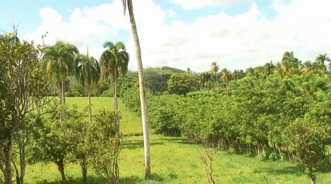 PUNTA CANA 055 Video stock 1097388