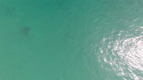 PUNTA GORDA BEACH BCS MEXICO-2023: A Couple Of Dolphins Are Swimming In The Stock Footage 237629420