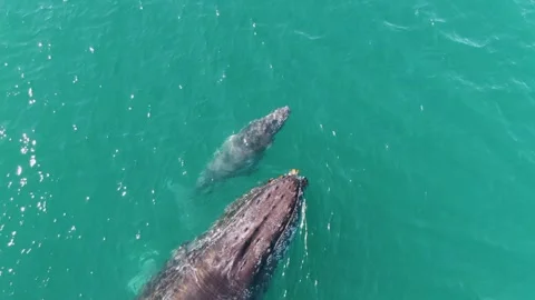 PUNTA GORDA BEACH BCS MEXICO-2023: A Couple Of Dolphins Swimming Next To Each Stock Footage 245845348