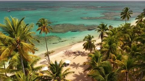 Punta-Popy-Beach-Palms-And-Coral-Reef-05 Stock Footage 340848708