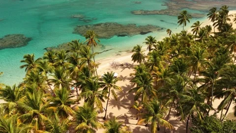 Punta-Popy-Palm-Forest-Turquoise-Water-03 Stock Footage 340848841
