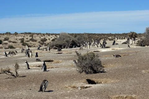 Punta tombo, argentina Stock Photos