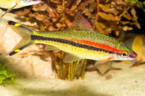 Puntius Stock Photos