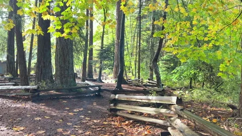 Puntledge Forest 1 Stock Footage 287241610