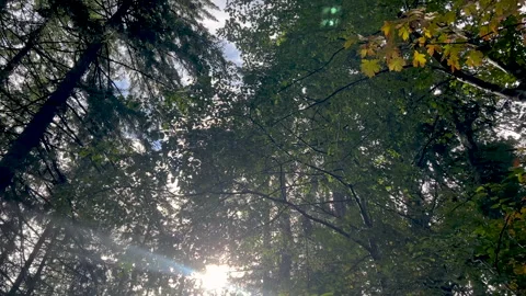 Puntledge Forest 2 Stock Footage 287250439