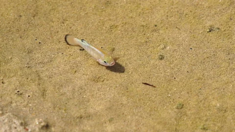 Pup fish in slow motion Stock Footage 231236905
