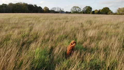 Pup jumping through long grass deep in the countryside slow motion 4K Stock Footage 220014261