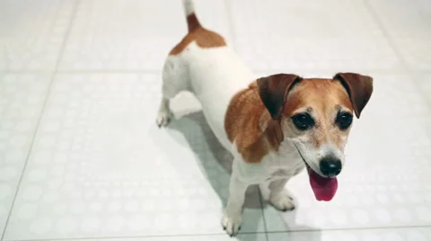 Pup look up white background Stock Footage 53356670