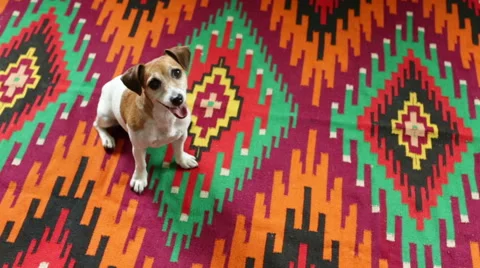 Pup looking up dog. Top view Vídeo Stock 53356580