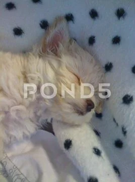 Pup Passed Out Stock Photos