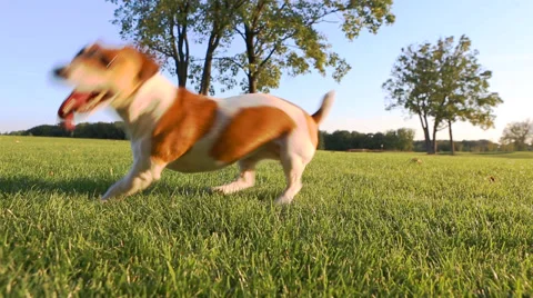 Pup play green Vídeo Stock 45867990